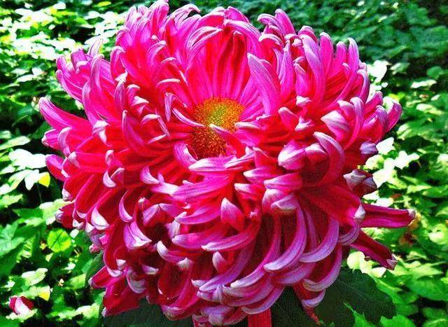 美的秋菊花,稀有珍品