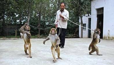 2014年,耍猴人外出表演时被带走,1个月后心爱的猴子离奇死亡