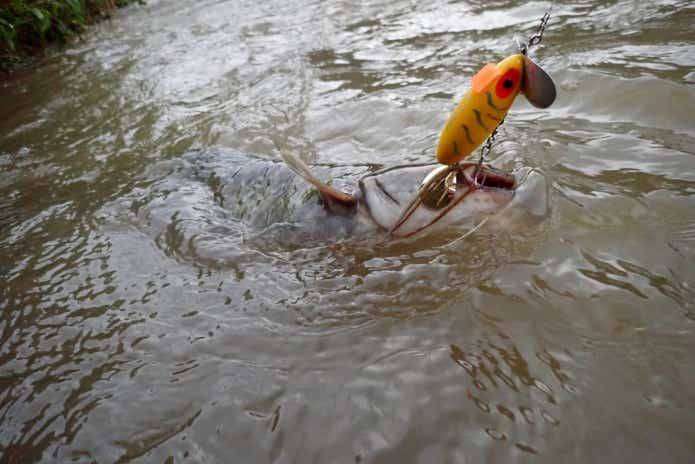 鲶鱼的路亚以及技巧