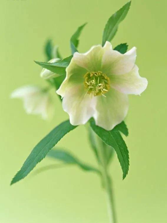 淡绿色花朵壁纸,清新美丽,淡雅宜人_lyjsj_art__html