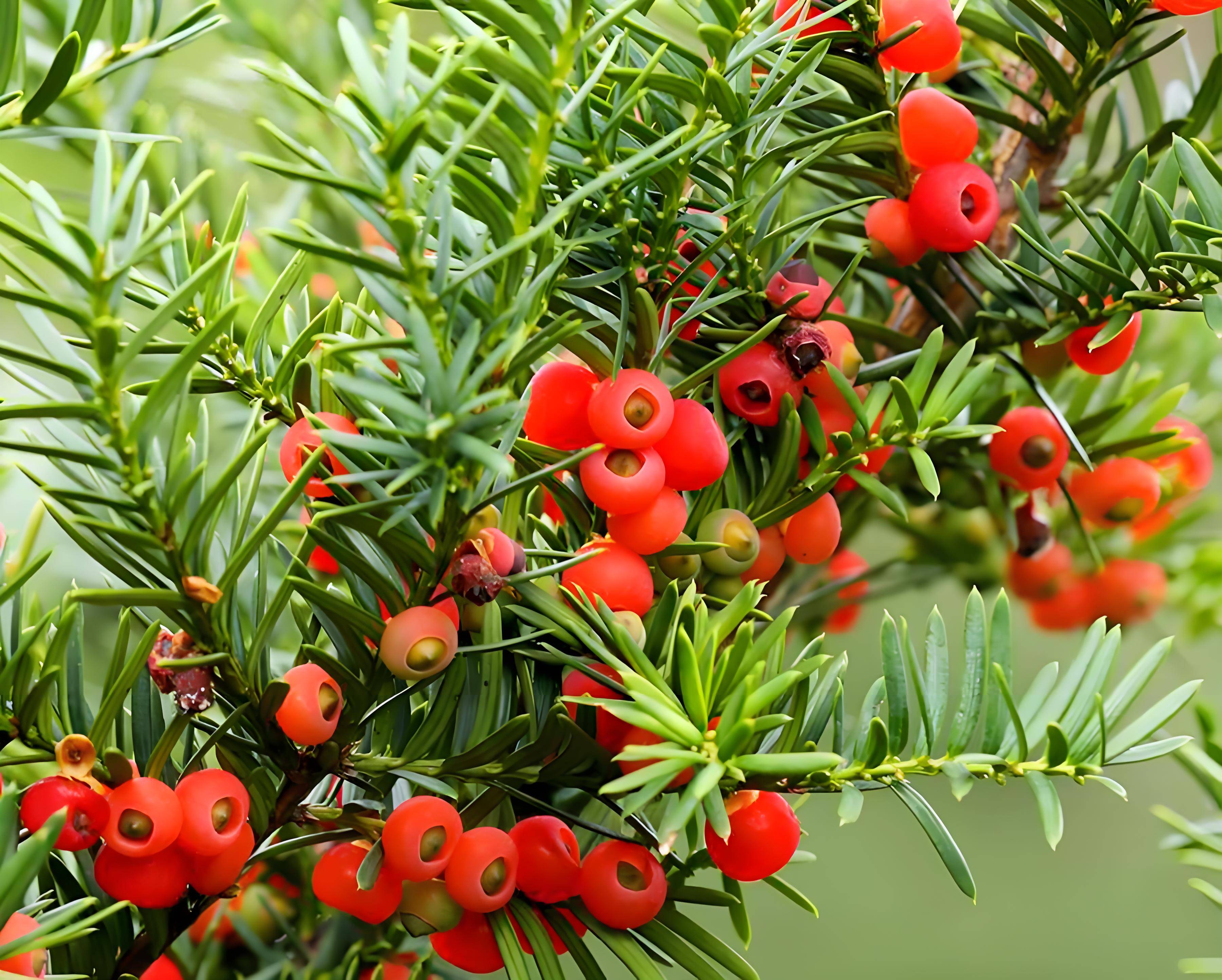 老周说紫杉醇第五期