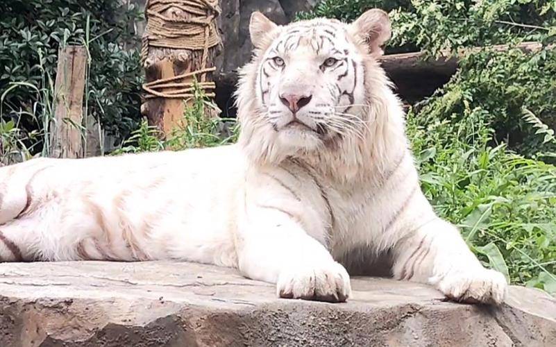 孟加拉白虎古采尼:最受欢迎和最会营业的可爱老虎之一
