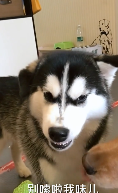 主人用臭豆腐测试哈士奇的智商,网友看了纷纷表示:这二哈真纯!
