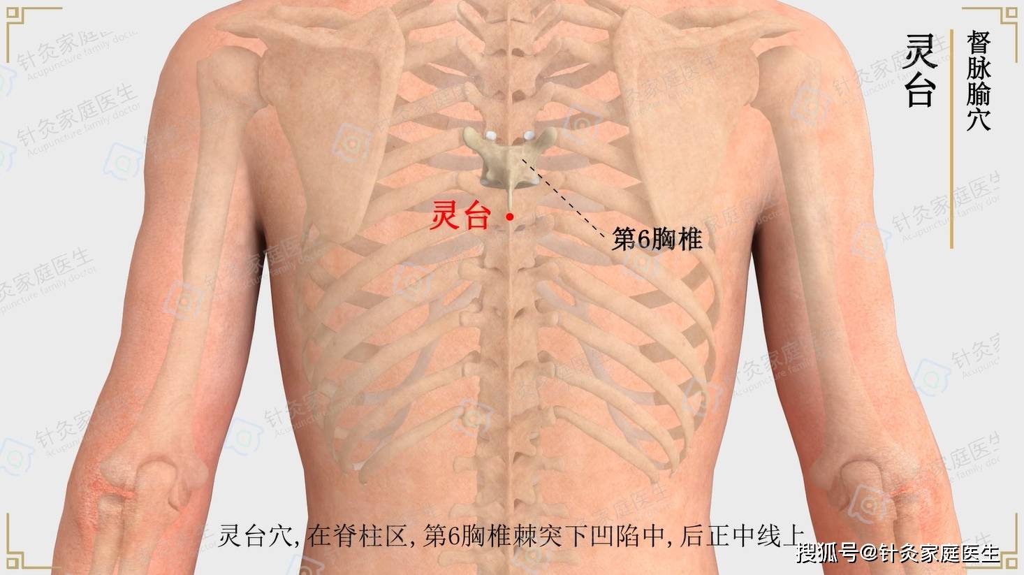 灵台穴在背部,当后正中线上,第6胸椎棘突下凹陷中