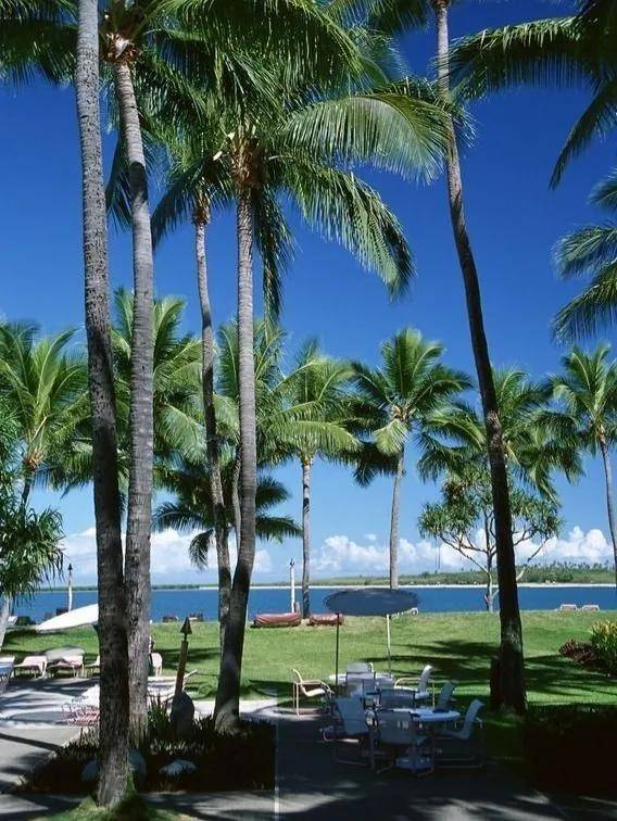 海滩椰树,美丽的风景
