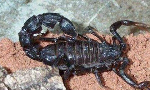地球上4大最毒的蝎子,第一被蛰一下就致命,第二致人死亡数最多