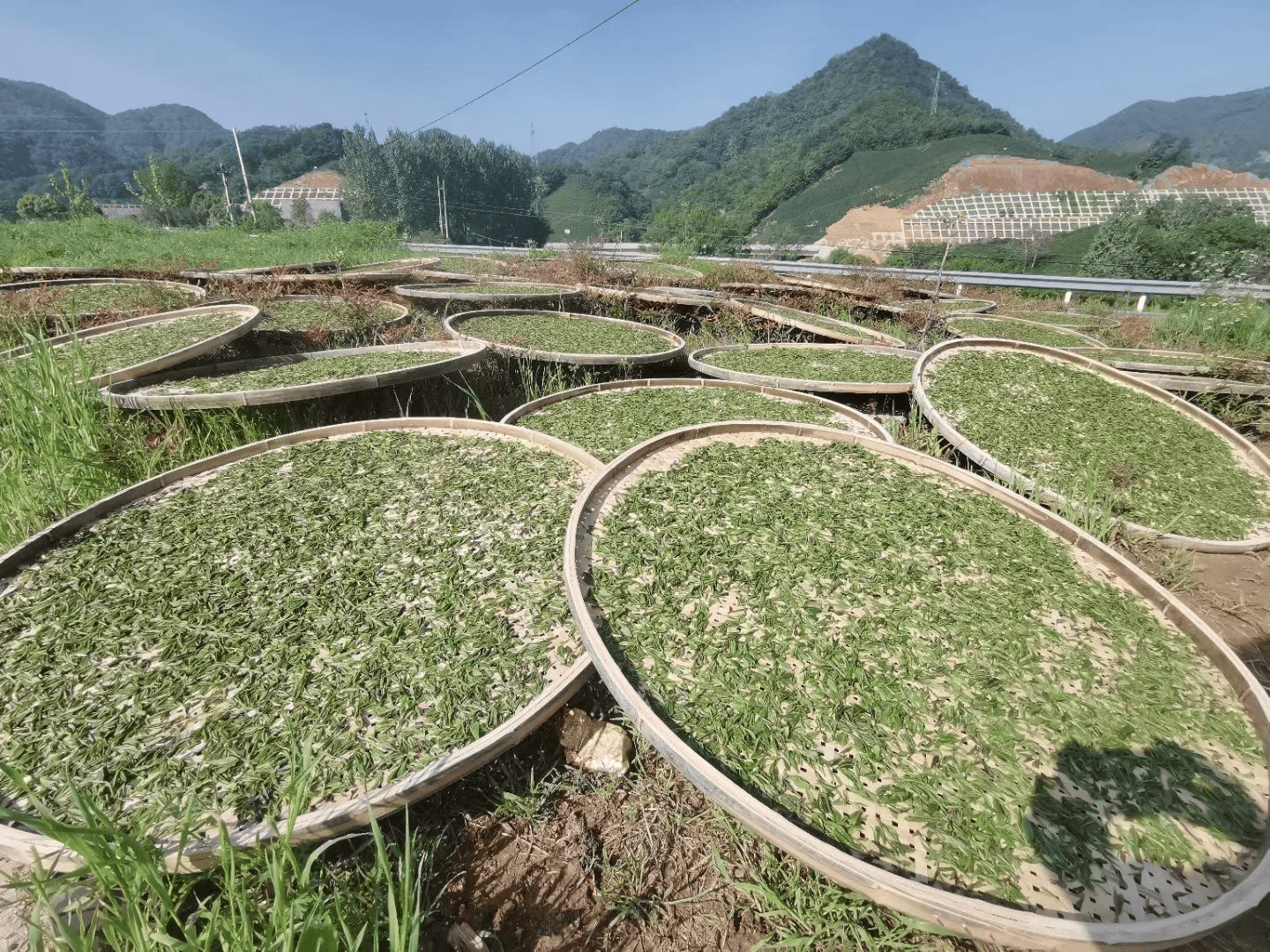 国内茶叶为什么有类无品?