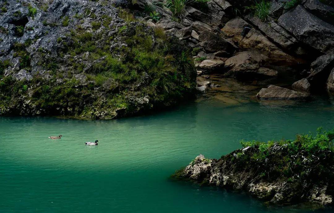 山绿水清!丰都奋力书写"共抓大保护"高分答卷