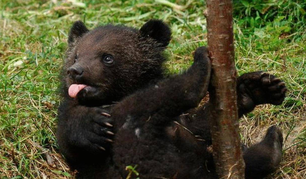 黑熊住我家:男子违法养黑熊,竟还用他们赚钱_田寿贵_驯养_村民