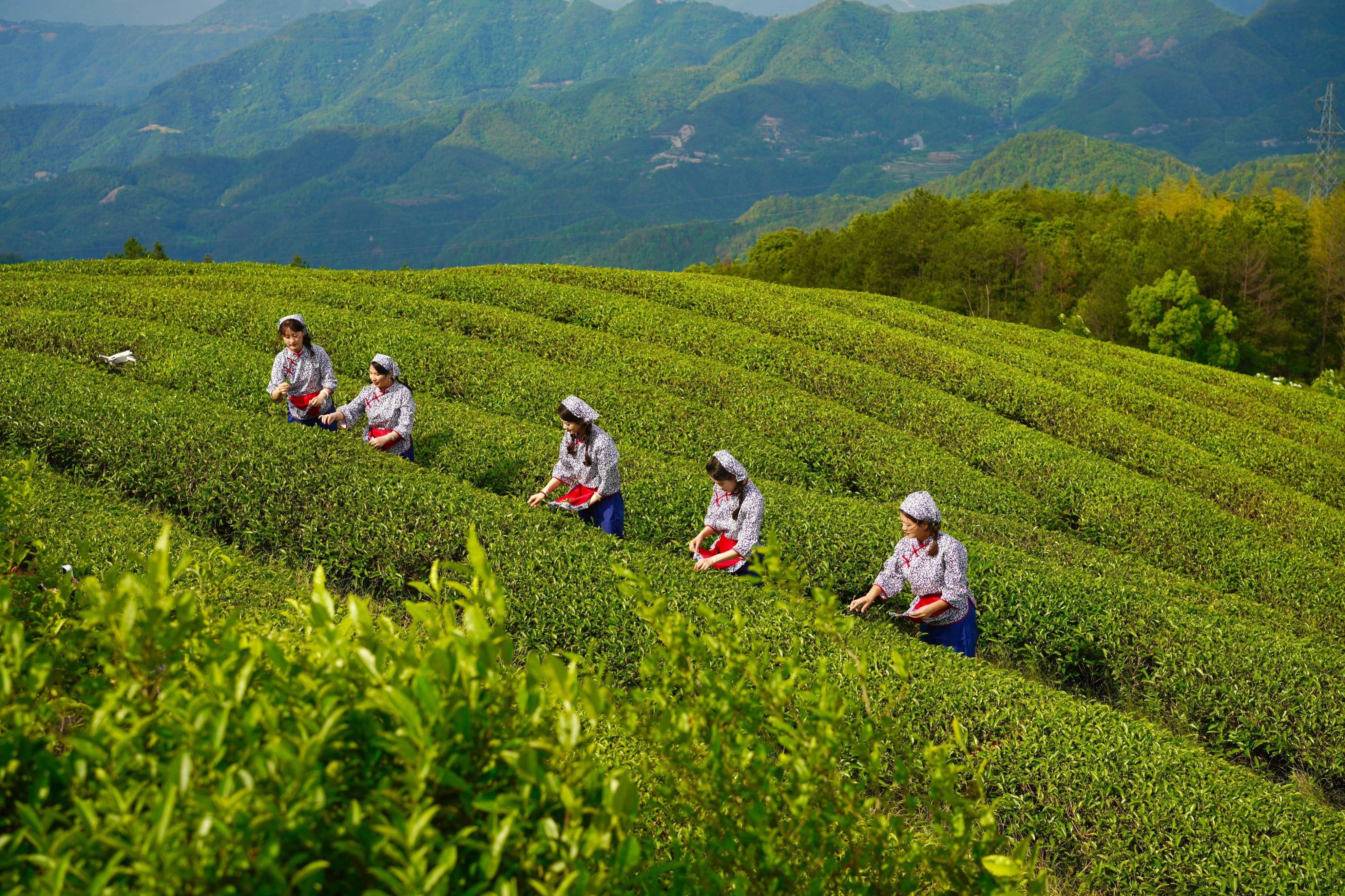 客家采茶舞图片