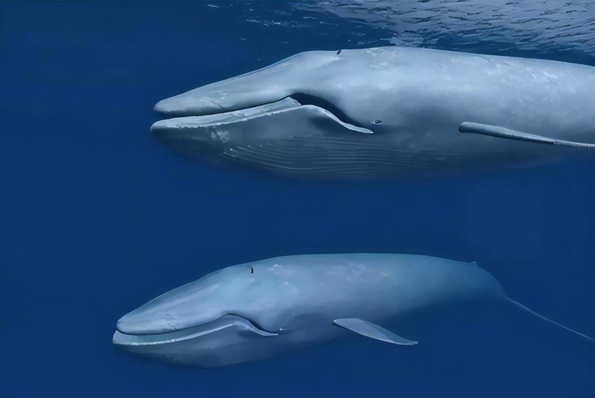 蓝鲸生活在海洋深处,以浮游生物为食,食物来源主要有浮游生物,小型的