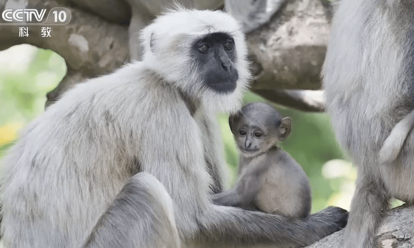 长尾叶猴的幼崽是黑褐色的,面部是粉色的,长相富有喜感