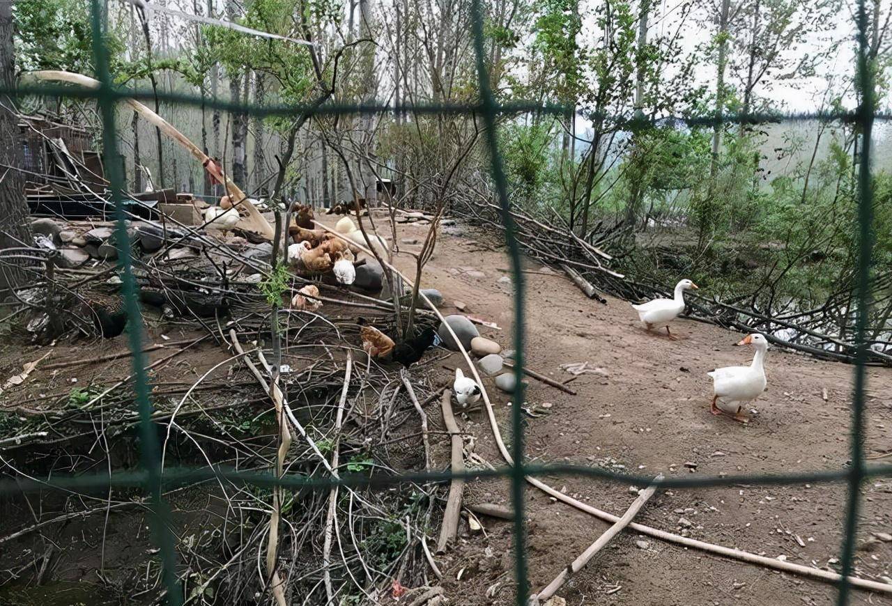 河南一7旬老人隐居孤岛养鸡,替去世儿子还债:欠了债就要还