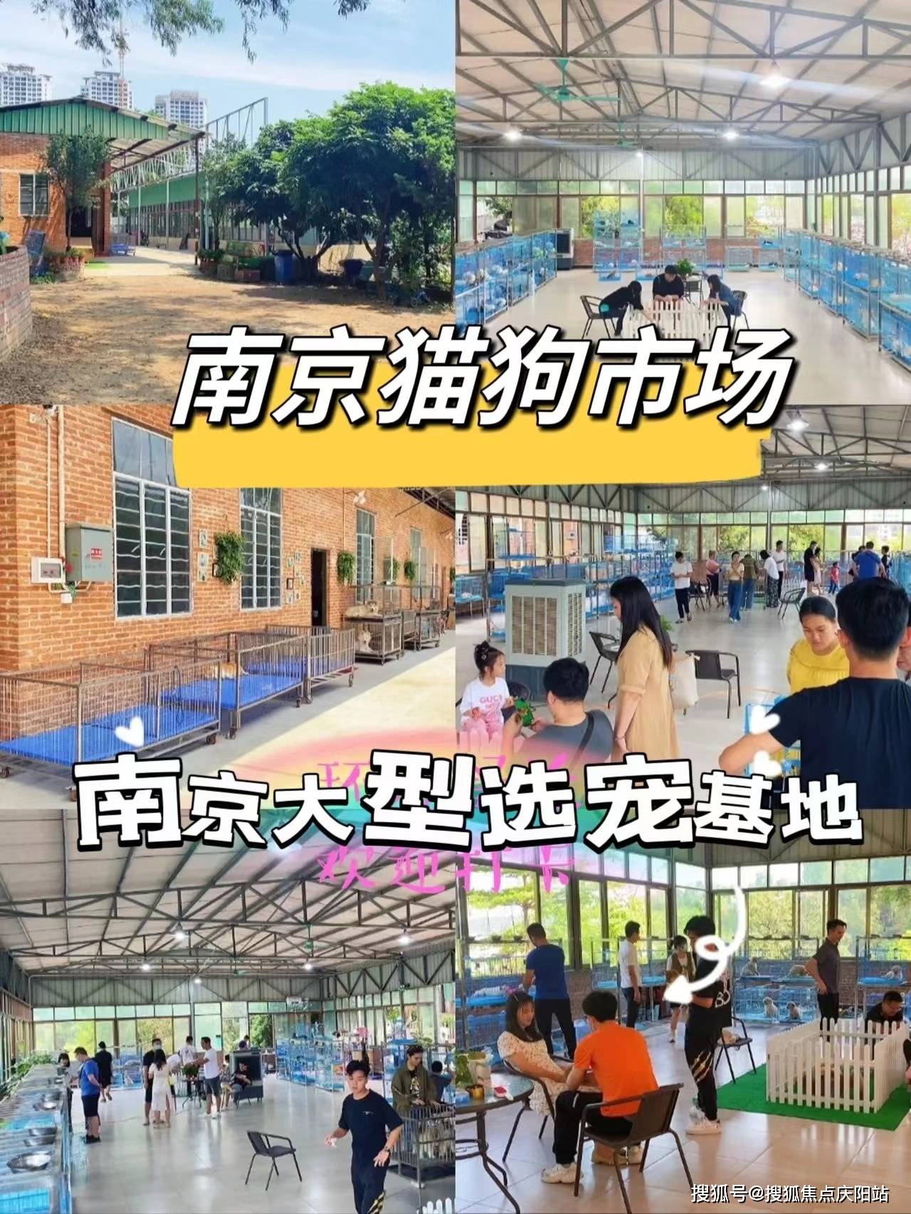 南京哪里有买宠物猫狗的地方,南京买宠物这里可线下实体店挑选宠物!