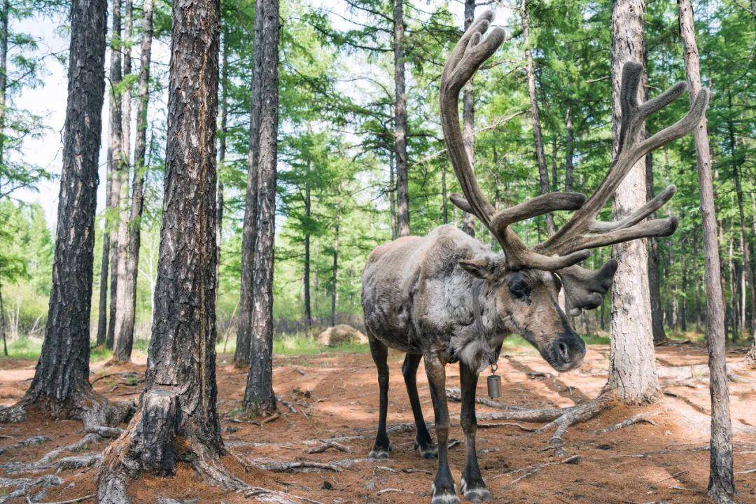 比新疆多一分安逸,比大西北少一分嘈杂_驯鹿_www_http
