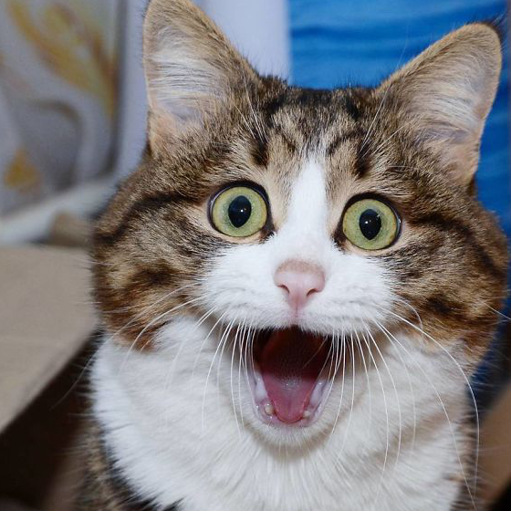 猫咪贪玩冻得全身结冰,送医一周后捡回了命_fluffy_主人_表情