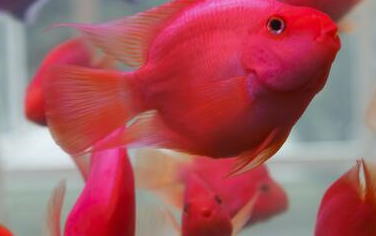 5个细节帮助你区分元宝鹦鹉鱼!