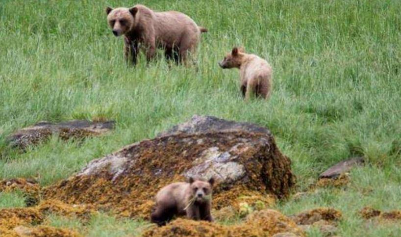 美国护熊奇人提摩西:和女友护熊13年,夜宿保护区时,双双被熊吃