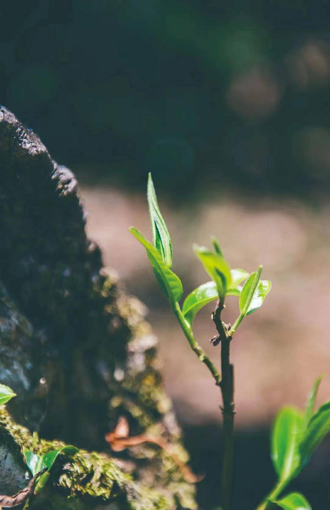 朱权,他爹是朱元璋,却被逼成了一代奇才,隐世超级学者?