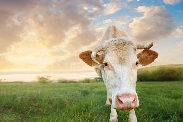 生肖情感运势大公开:属牛的你今年感情如何?