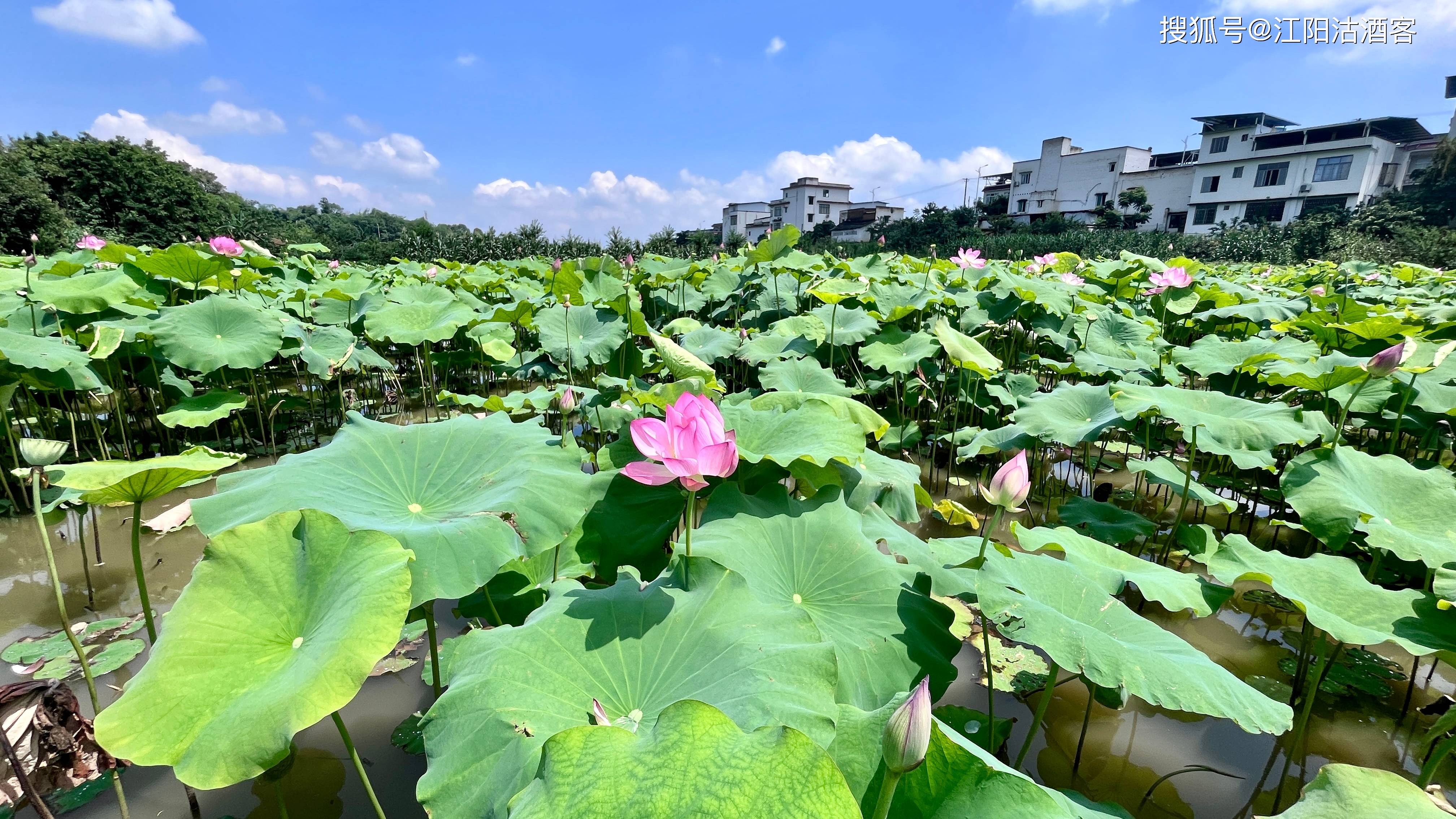 泸州端午荷花开,咀阳一片碧绿来,那夏天的风景就在这里