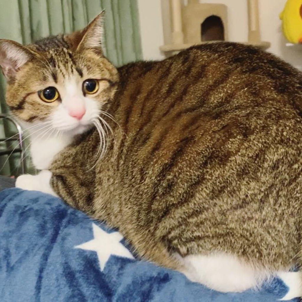流浪小奶猫准备安乐死,女子认出爱猫"亲生兄弟"秒速领养救回