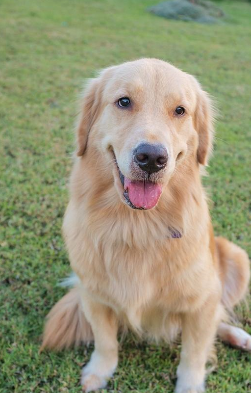 忠心耿耿的金毛也不要随便乱养,这些事情接受不了,养了一定后悔