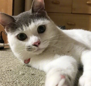 一只大眼睛齐刘海的猫咪,看着像个小媒婆,你有同款空气刘海吗?