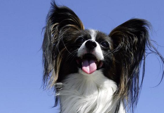 工作犬品种有哪些,世界工作犬排行榜