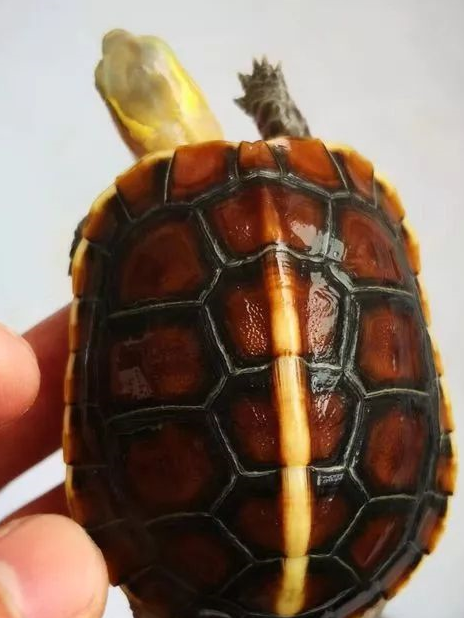 听到龟龟的这些江湖别名,你能知道是哪一只龟吗?