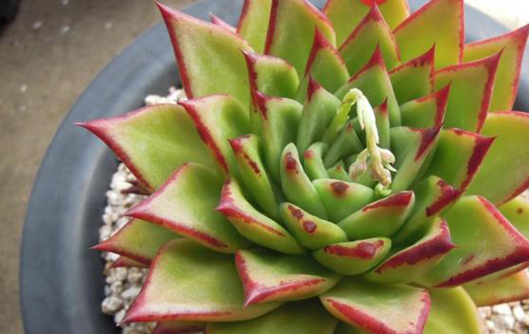 多肉圈现在最流行的,最受欢迎的多肉系列-东云系列_叶片_品种_乌木