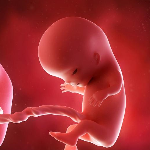 给胎儿发育四个月的时候,胎儿的听力已经形成
