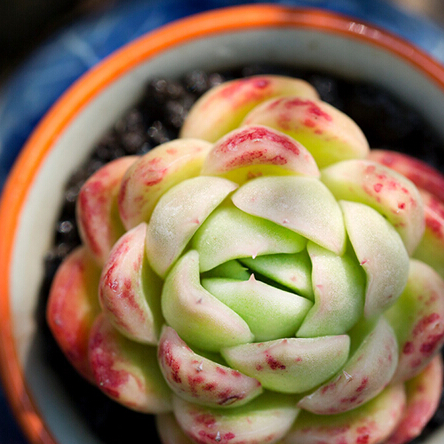 多肉圈现在最流行的,最受欢迎的多肉系列-东云系列