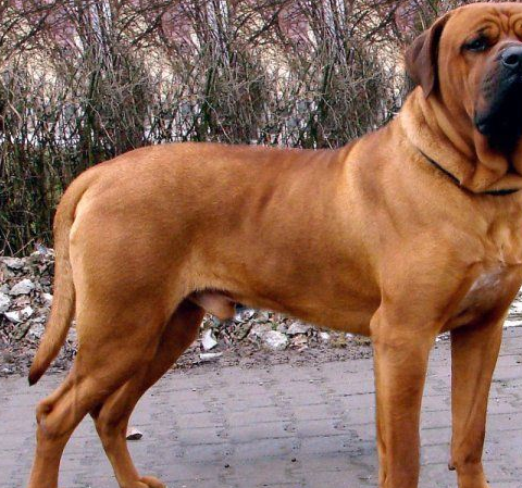 才能饲养的猛犬,因属于危险犬种,一般人不卖_日本_血统_藏獒