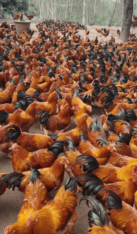 柳州潘老板使用发酵玉米秸秆养鸡有效降低成本,鸡群健康水平高!