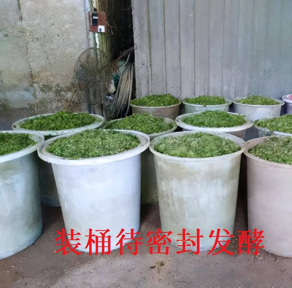 柳州潘老板使用发酵玉米秸秆养鸡有效降低成本,鸡群健康水平高!