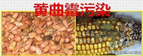 导致7人死亡的"酸汤子"为何如此毒?其含有的黄曲霉素又是何物