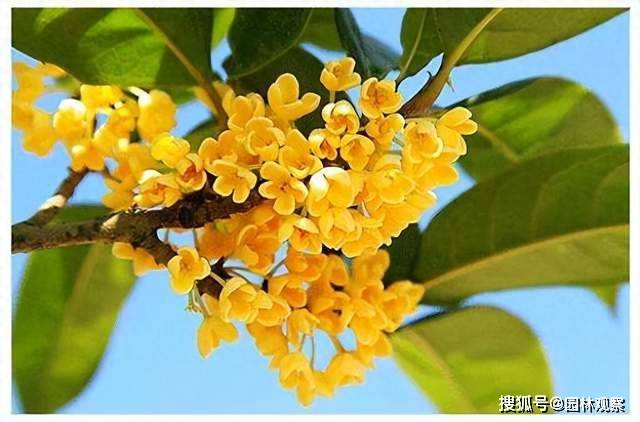 昔日1万元一棵的桂花树,今朝无人问津:价格暴跌背后的市场变迁