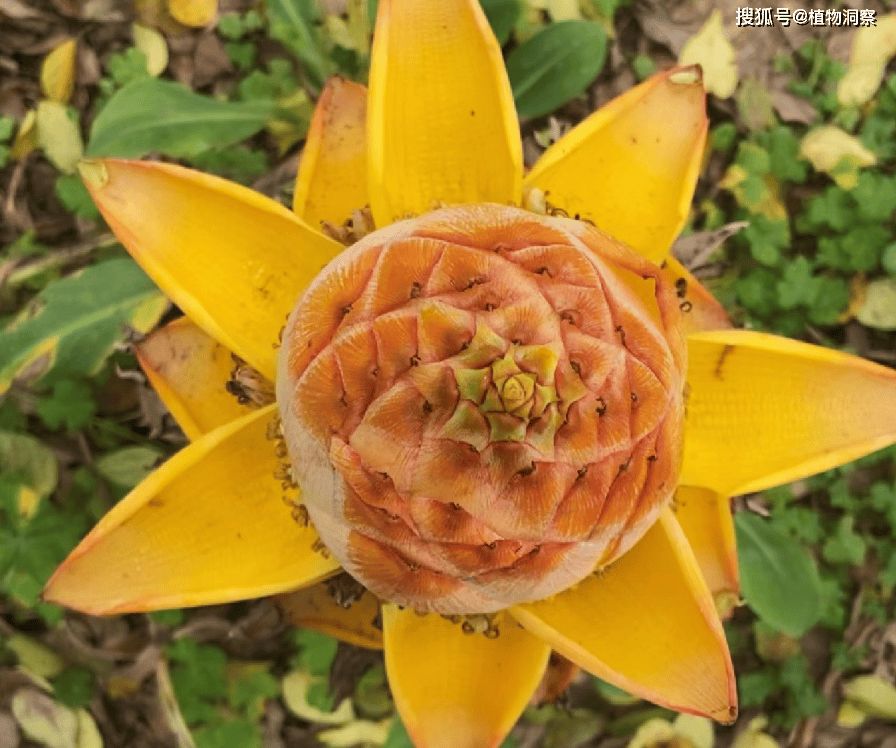 它是佛教圣花,俗称"地涌金莲",遇到别错过,可食,可入药,可观赏!