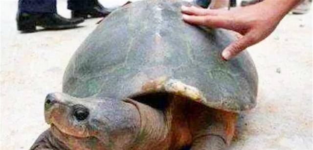 湖北发现两千古墓,意外爬出一只"千年"乌龟,考古专家被吓到