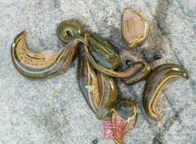 把这种虫子送进子宫多年癌症治好了_水蛭_治疗_肿瘤