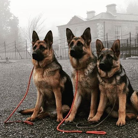 这4种犬被誉为 能为你搏命 其中一种给口饭吃 犬中4杰(图3)