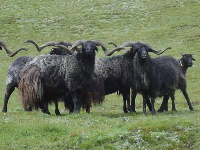 贵南黑藏羊是青海藏系羊中分化出来的地方优良品种之一,它伴随着这个