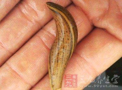 把这种虫子送进子宫多年癌症治好了_水蛭_治疗_肿瘤