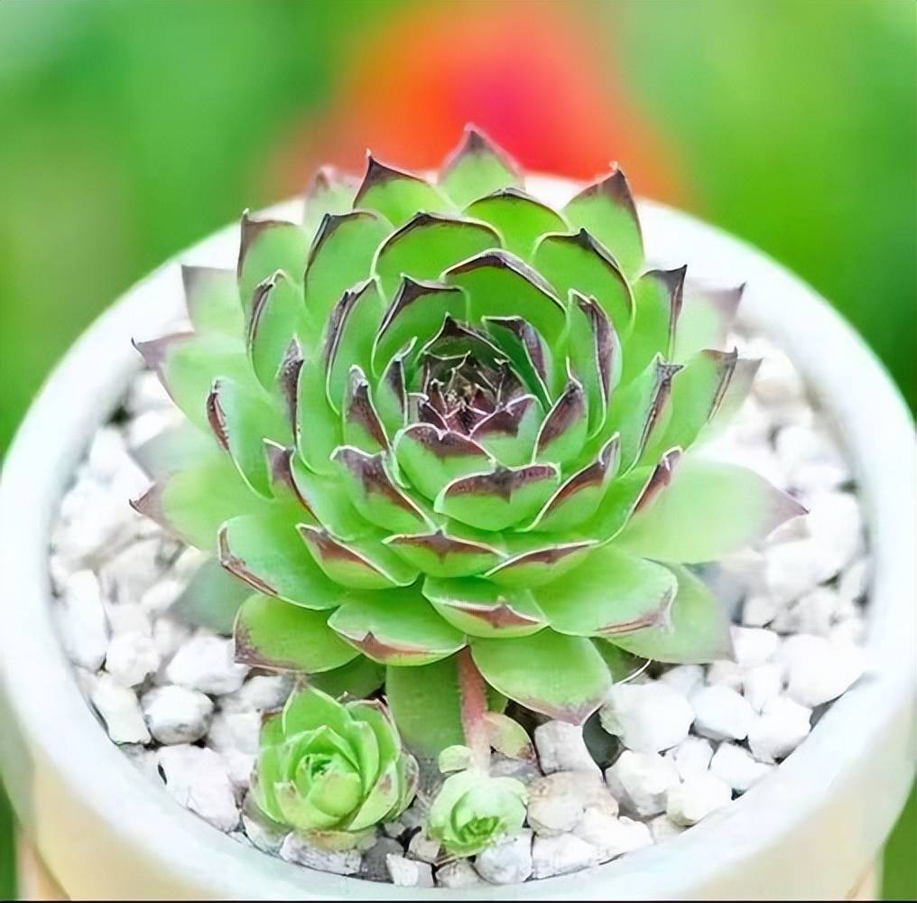 不怕冻的3种多肉,冬天丢外面冻一冻,叶片肥美爱爆盆_长势_植物_观音