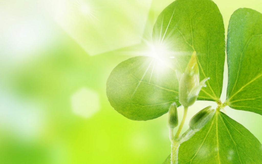 ppt 背景 壁纸 电脑桌面 发芽 绿色 绿色植物 绿叶 嫩芽 嫩叶 树叶