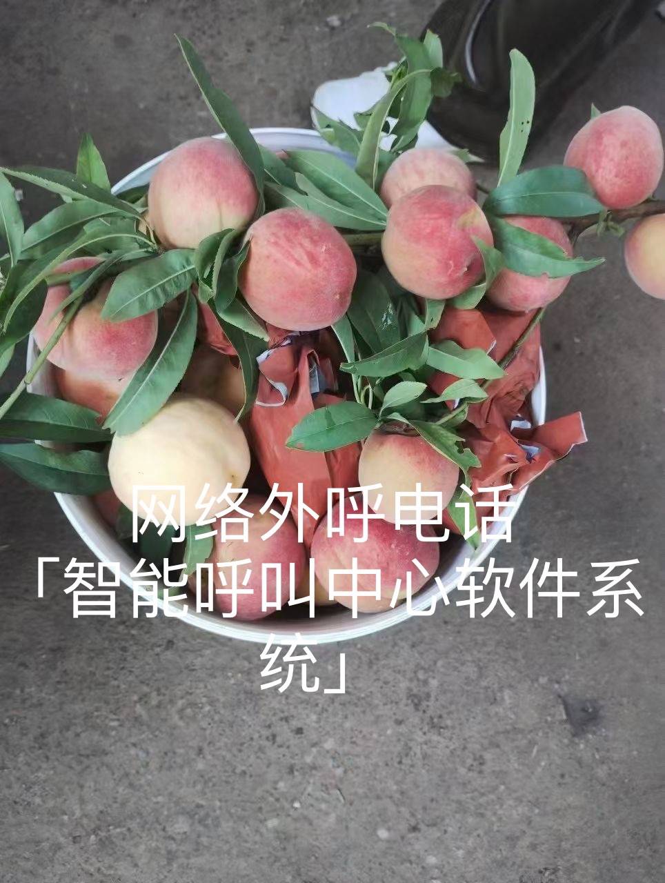 仿真 仿真花 仿真植物 装饰 964_1280 竖版 竖屏