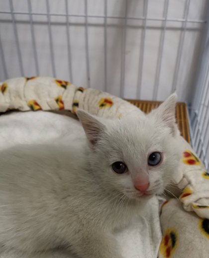 在田园猫的一个品种当中,狸花猫算是非常大众的.