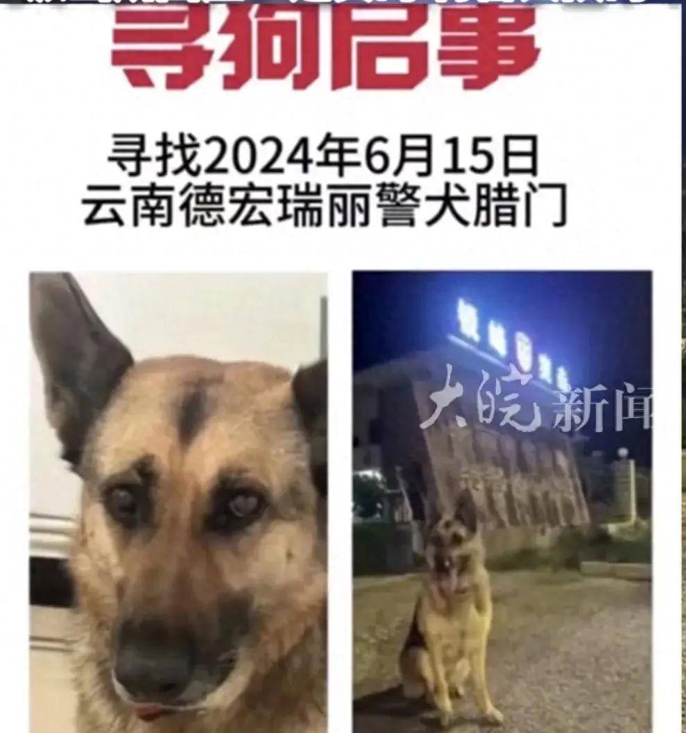 厕所警犬