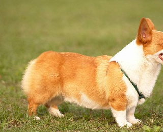 柯基一看看大事不妙,柯基突然冲到母鸡面前又蹦又跳柯基也非常的黏人